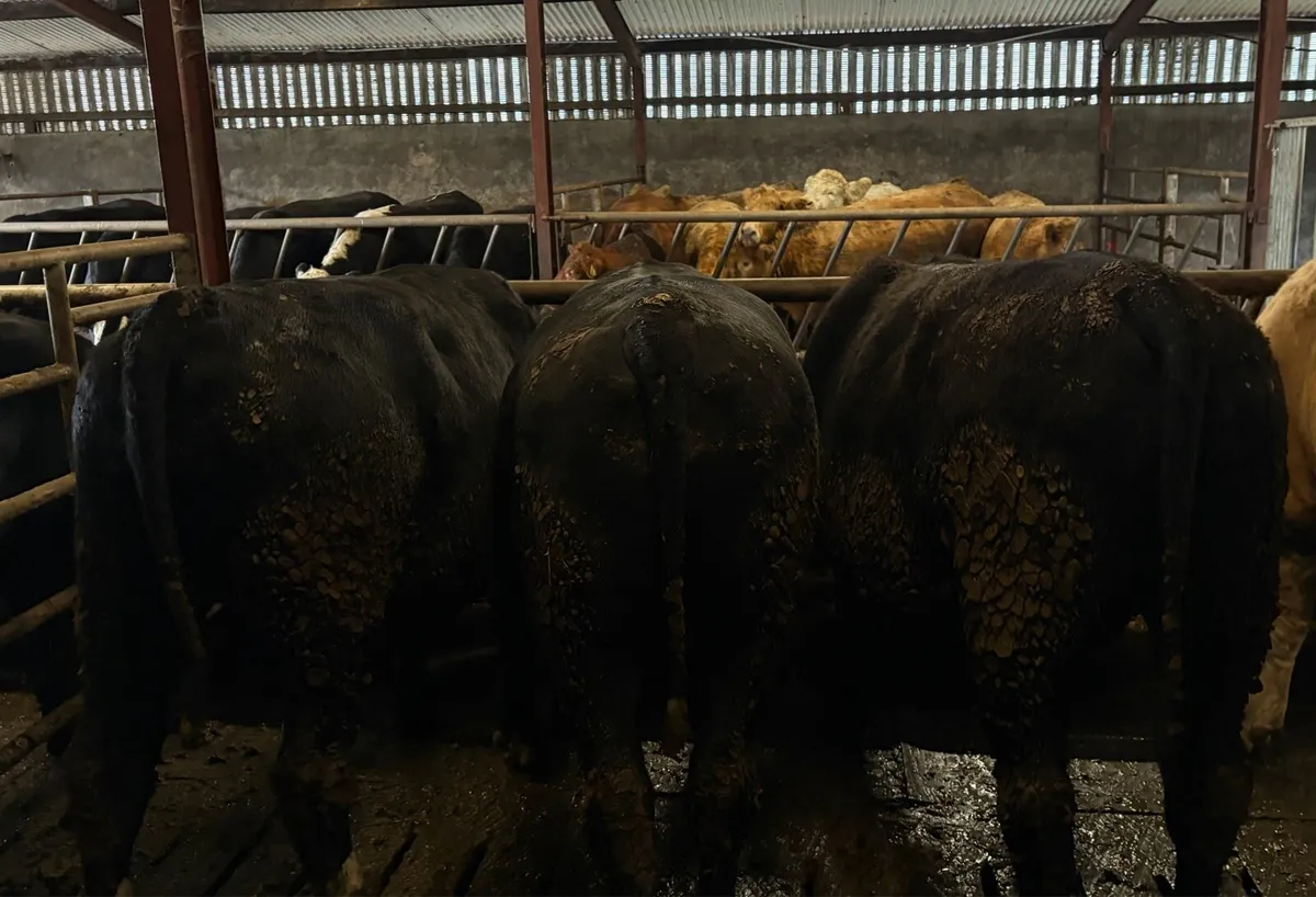 Beef - 3 Angus & 1 Limousine Bullock - Image 2