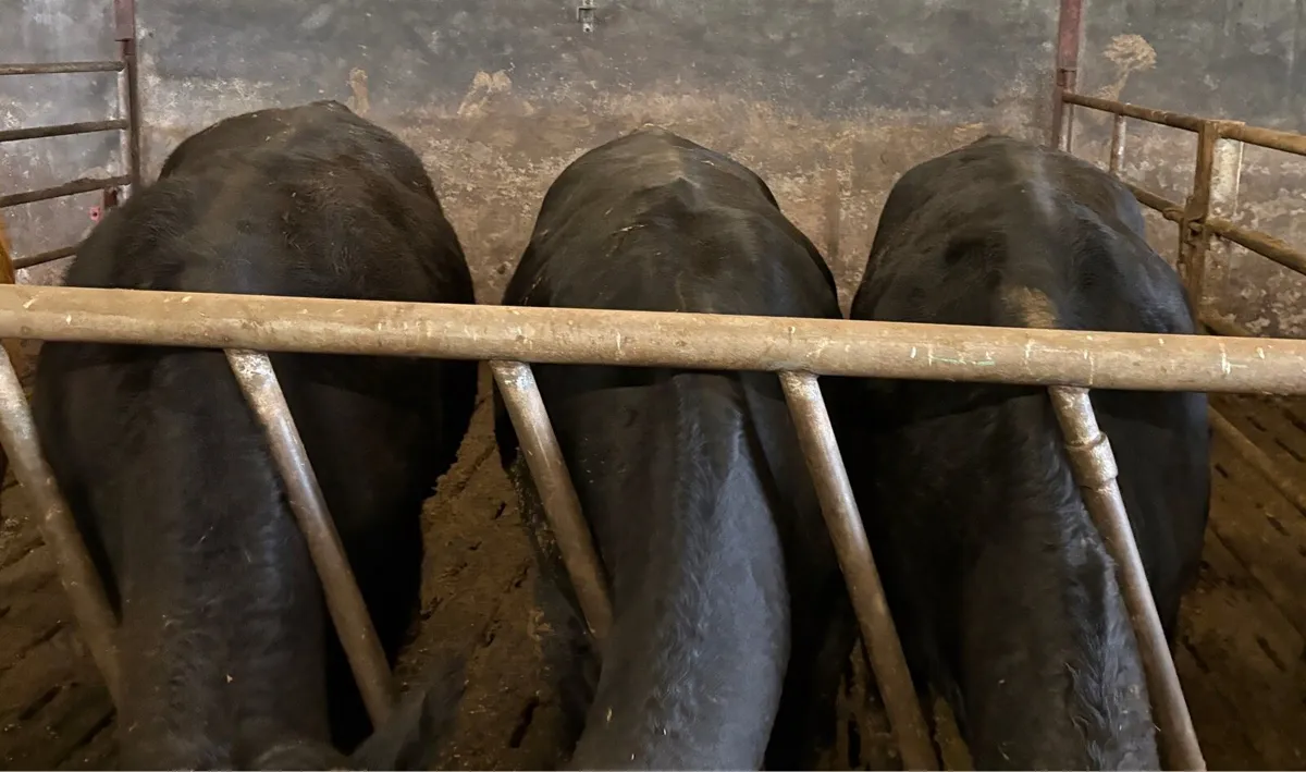 Beef - 3 Angus & 1 Limousine Bullock - Image 3