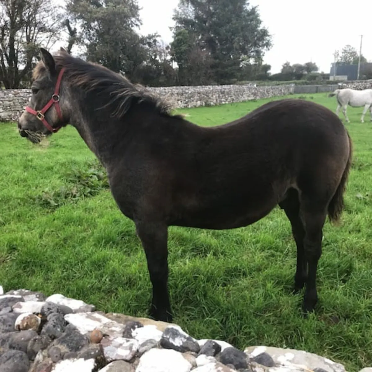 Pony