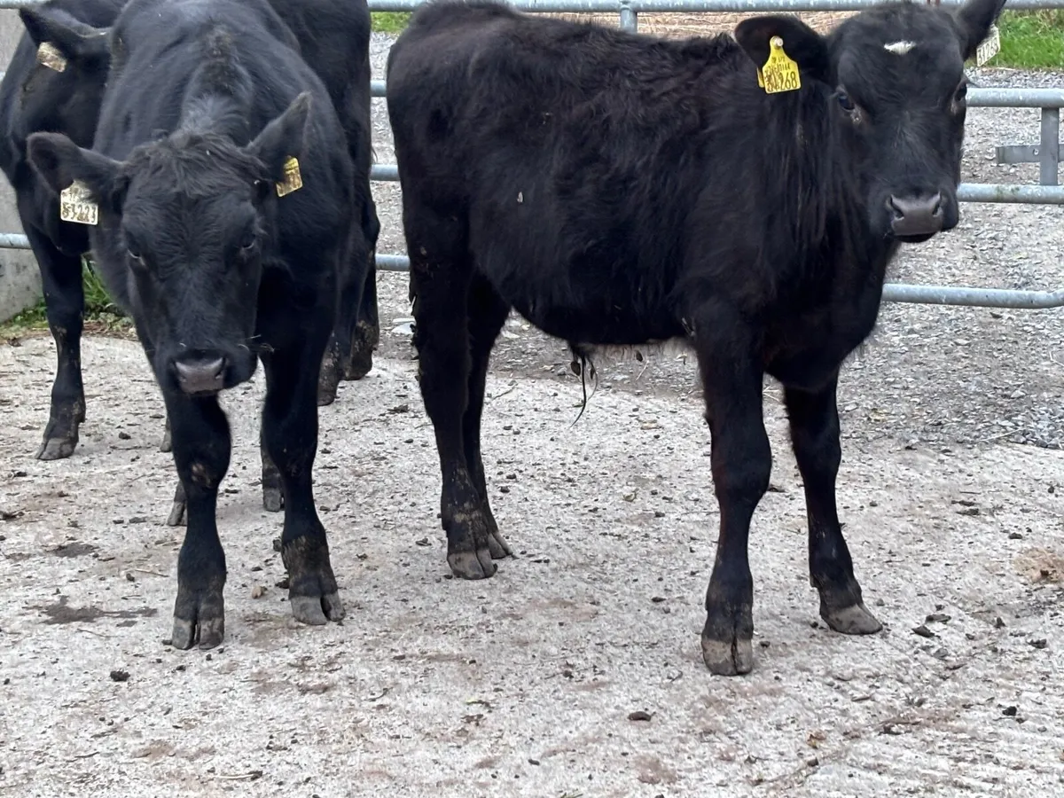 3 Angus bull Weanlings for sale - Image 2