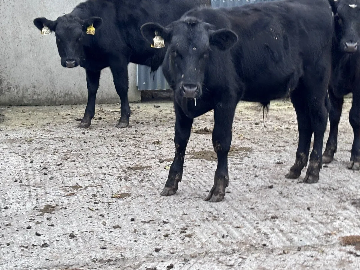 3 Angus bull Weanlings for sale - Image 4