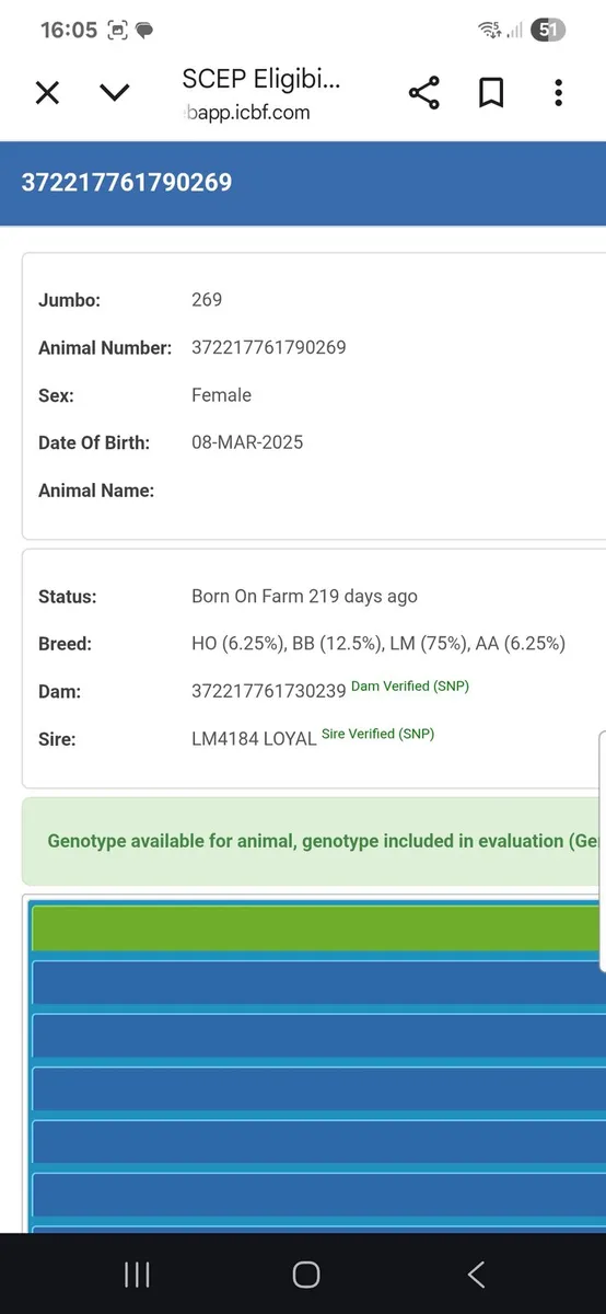 4 Star Limousin Weanling Heifer - Image 4