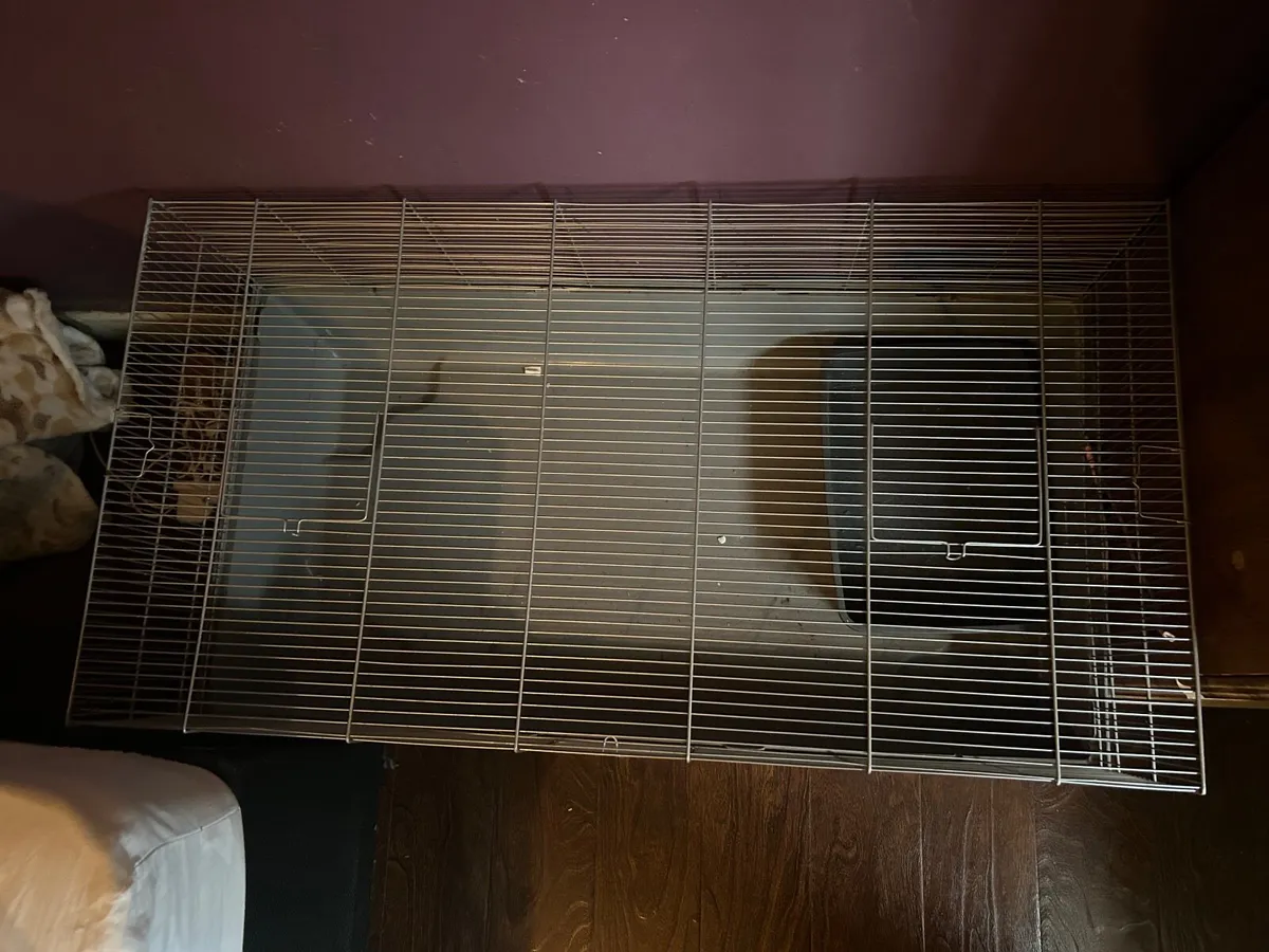 Hamster cadges - Image 1