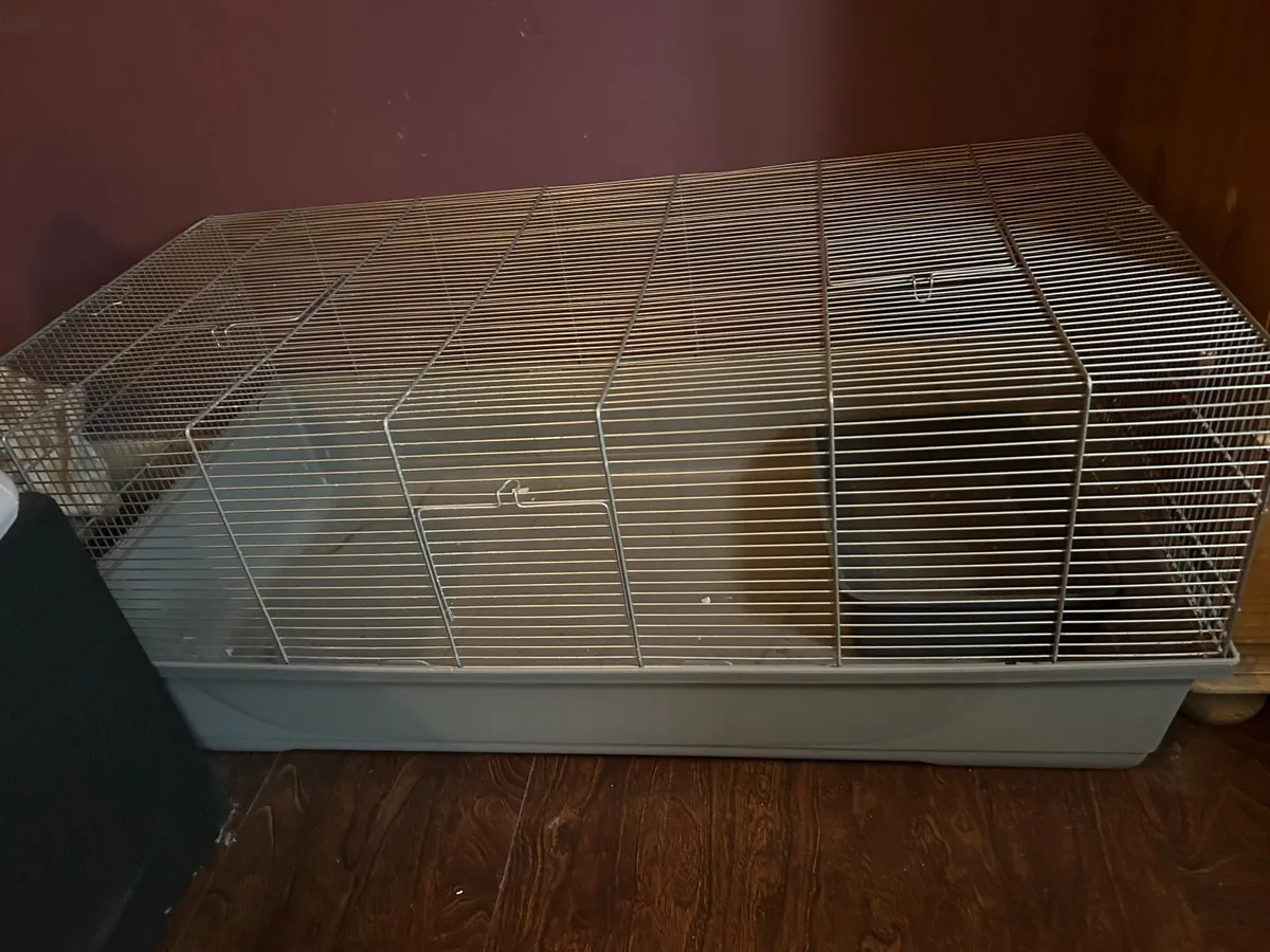Hamster cadges - Image 2