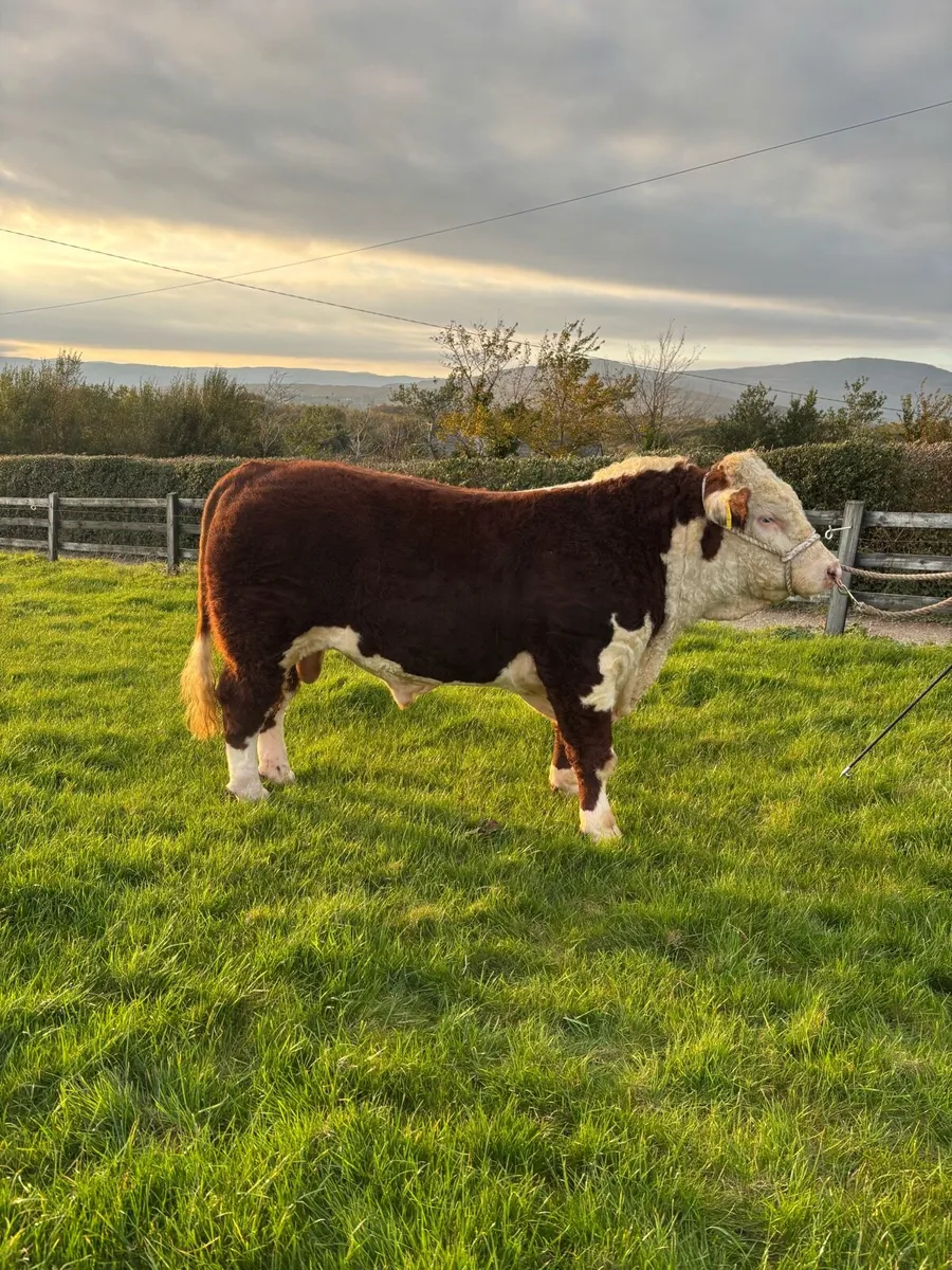Ped Hereford Bulls- Kilmallock Friday Oct 20th - Image 1
