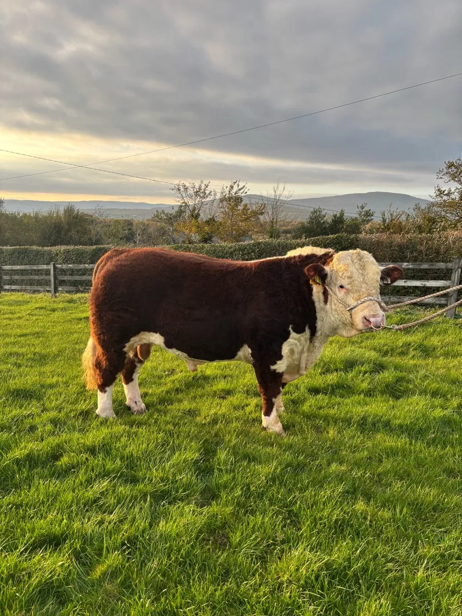 Ped Hereford Bulls- Kilmallock Friday Oct 20th - Image 2