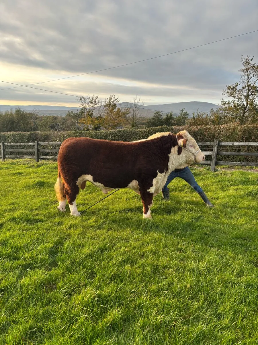 Ped Hereford Bulls- Kilmallock Friday Oct 20th - Image 3