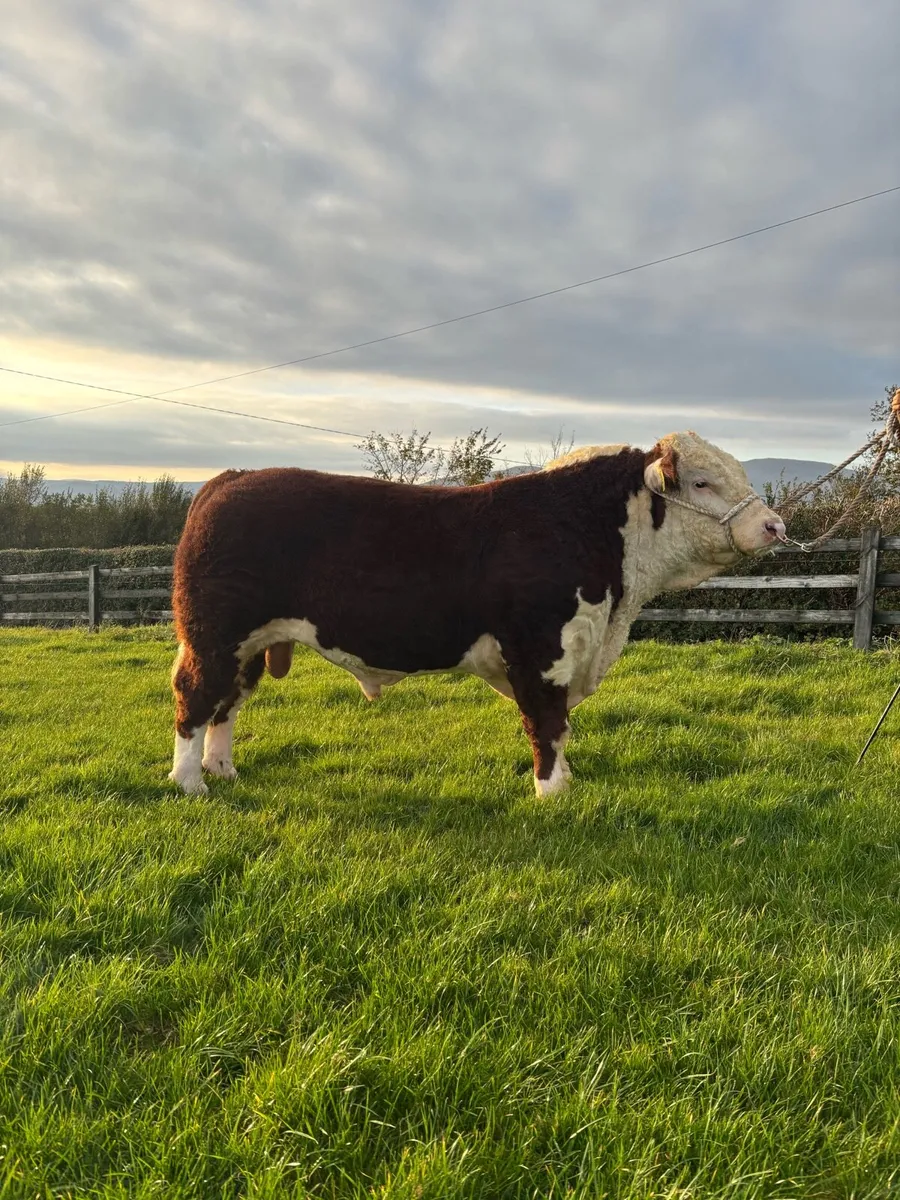 Ped Hereford Bulls- Kilmallock Friday Oct 20th - Image 4