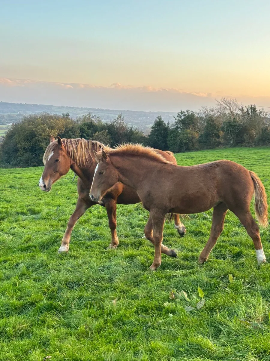 Foal - Image 2