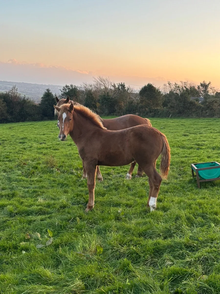 Foal - Image 3