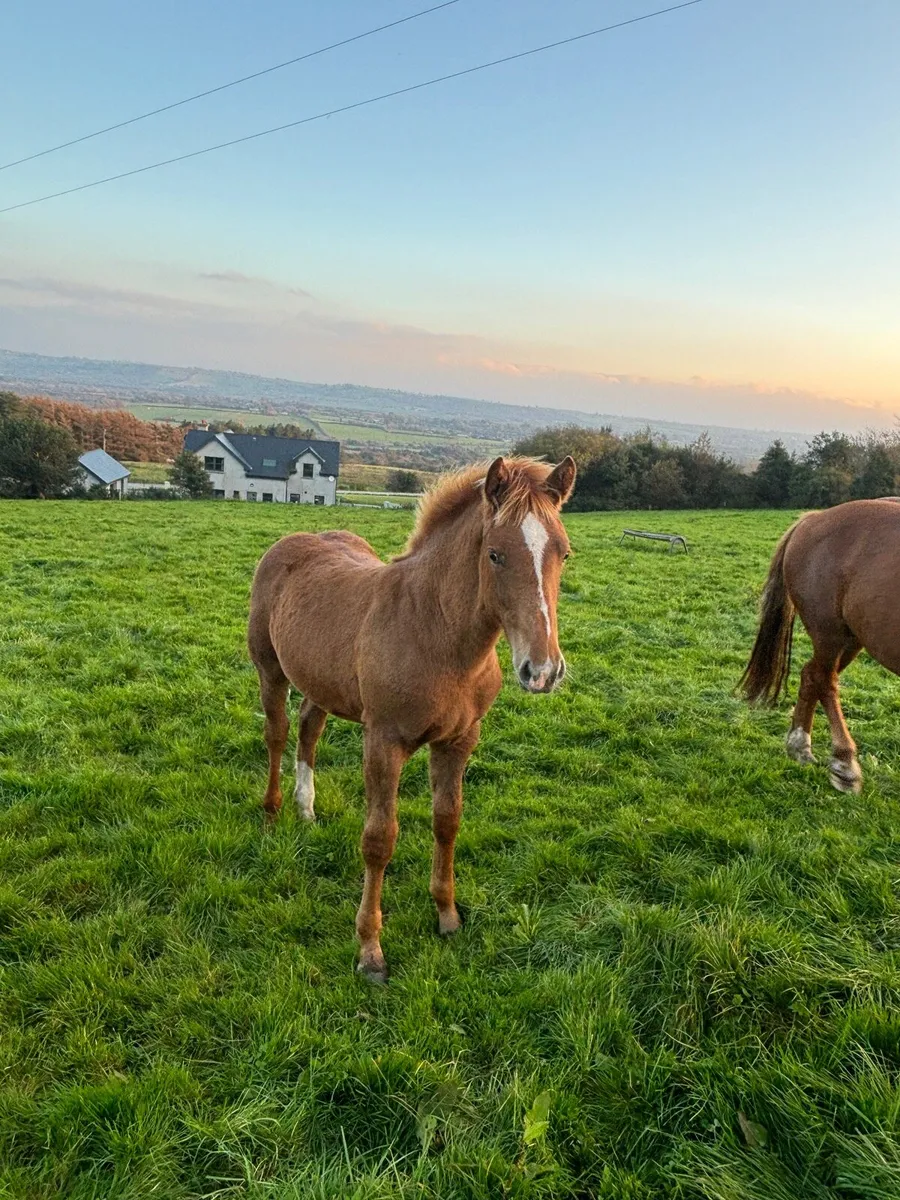 Foal - Image 4