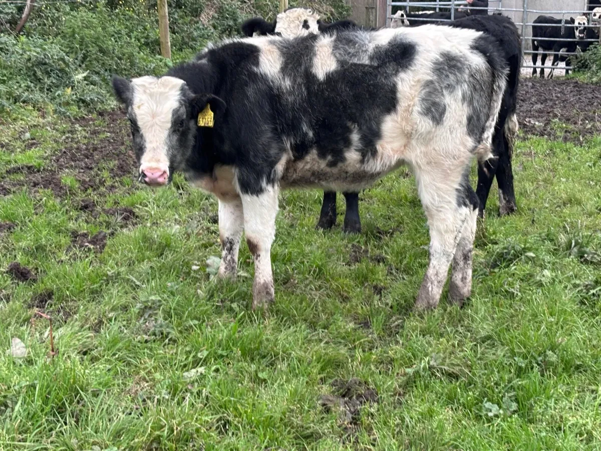 3 Belgium blue Weanlings heifers for sale - Image 2