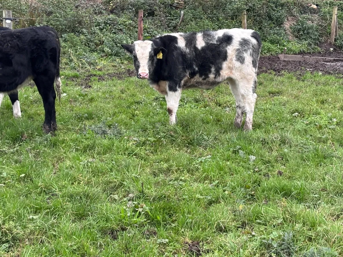 3 Belgium blue Weanlings heifers for sale - Image 3
