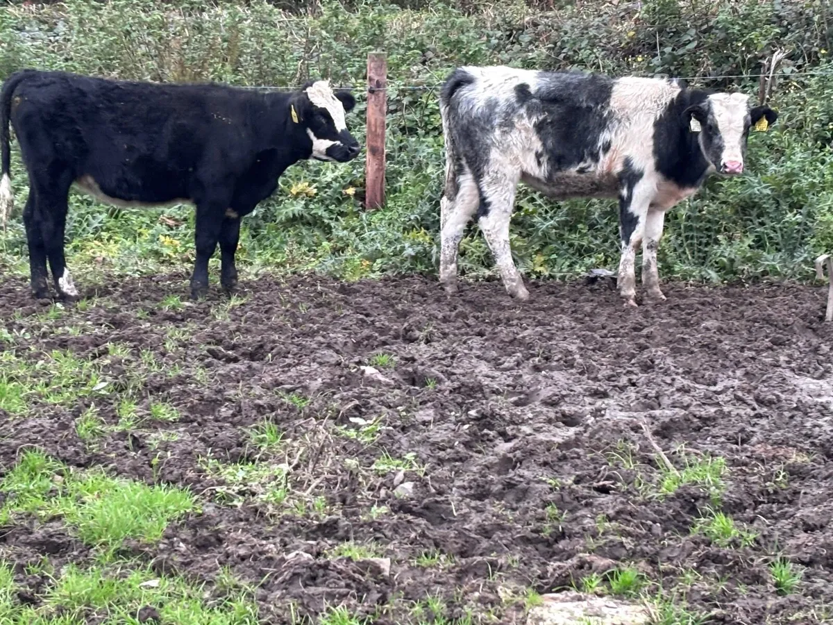 3 Belgium blue Weanlings heifers for sale - Image 4