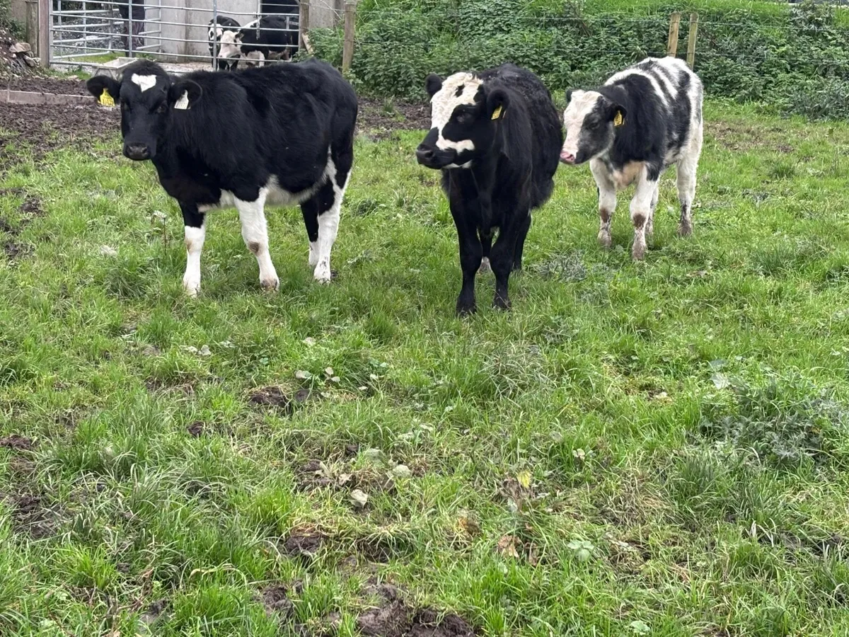 3 Belgium blue Weanlings heifers for sale - Image 1