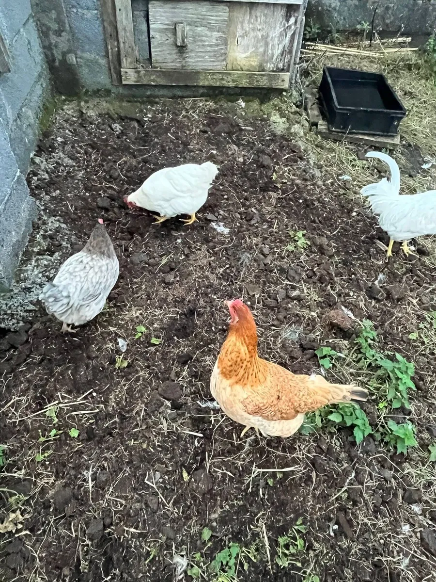 Chickens and Ducks - Image 1