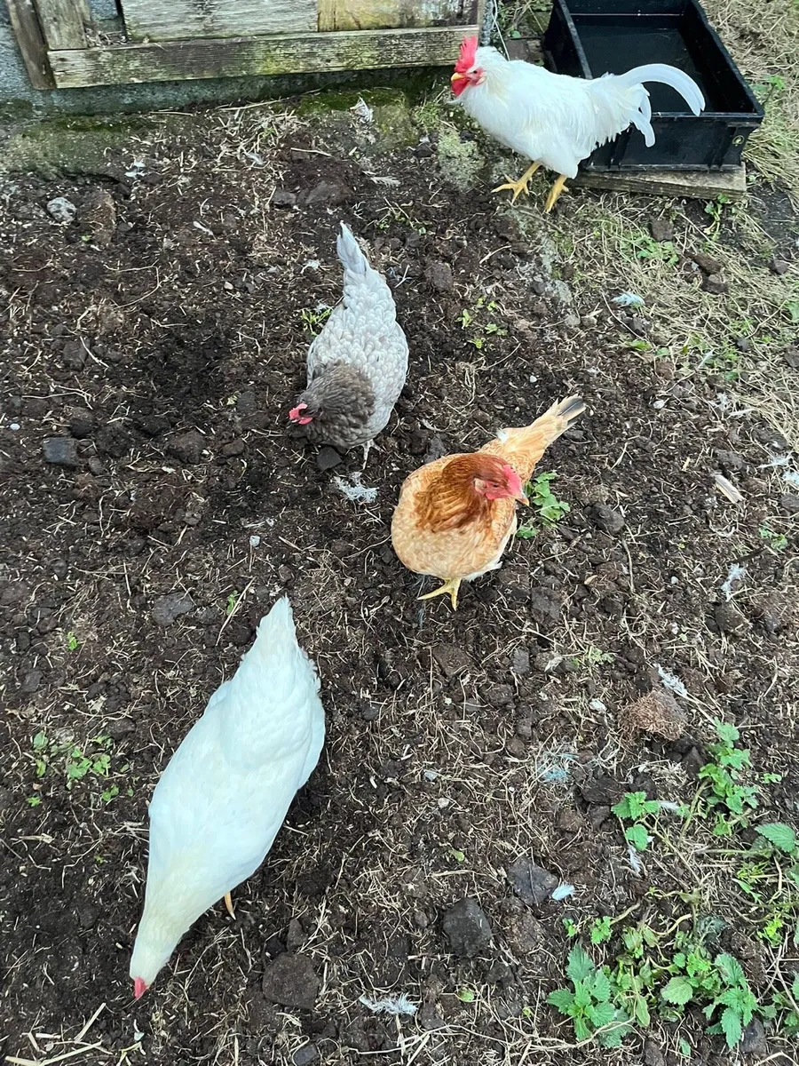 Chickens and Ducks - Image 2