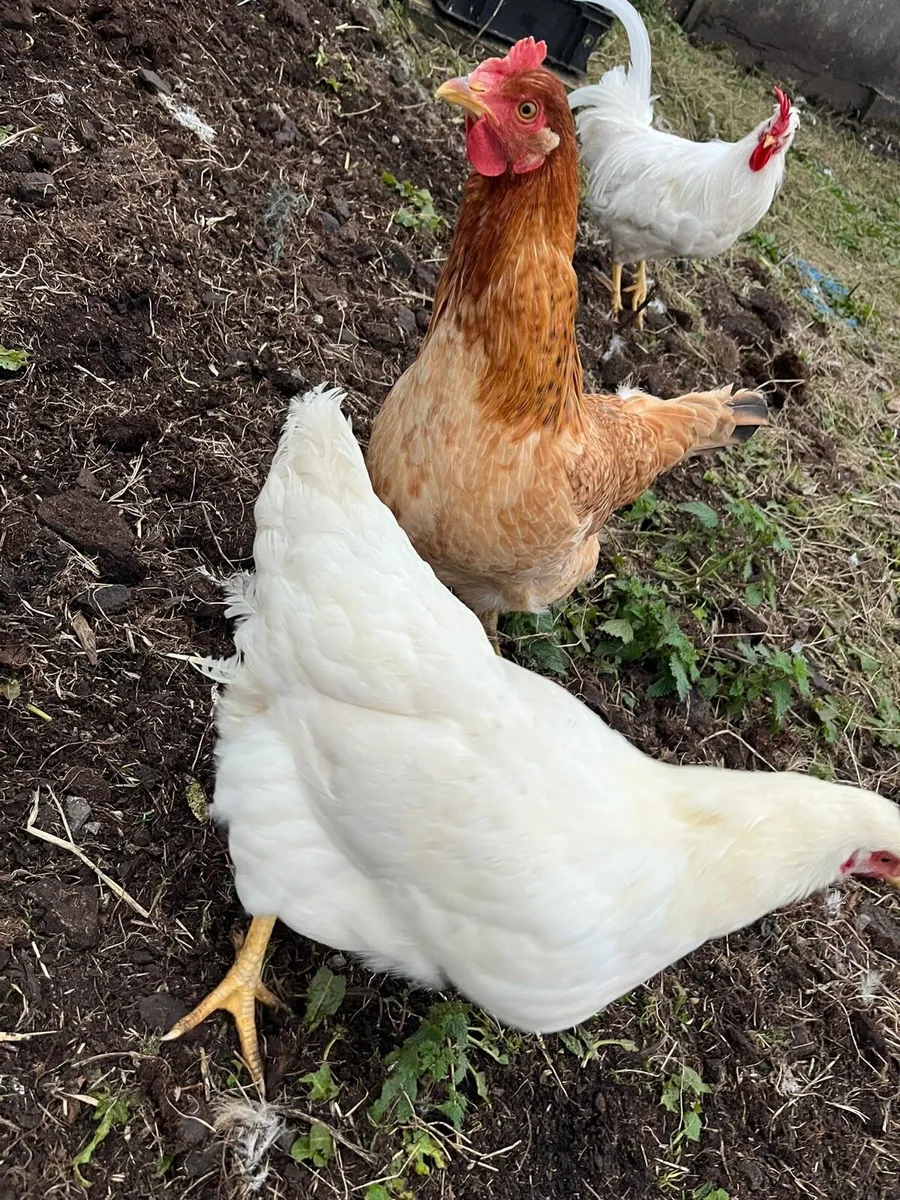 Chickens and Ducks - Image 3