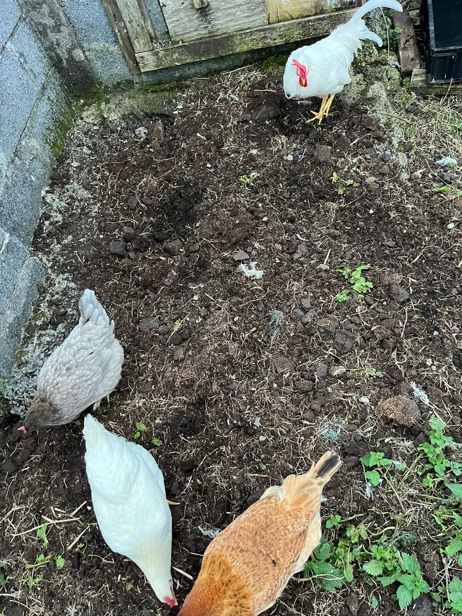 Chickens and Ducks - Image 4