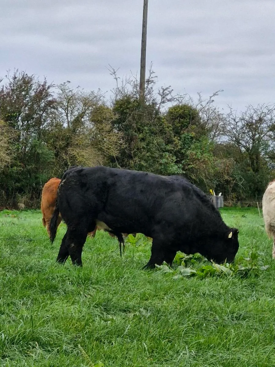 Weanlings - Image 1