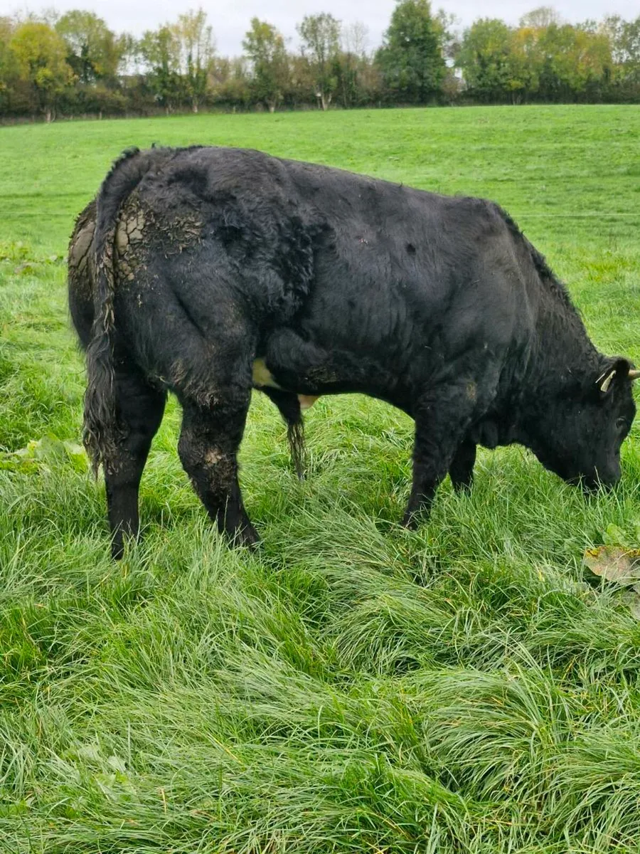 Weanlings - Image 2