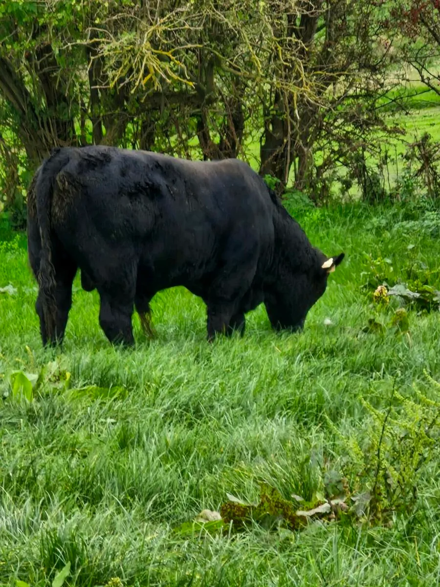 Weanlings - Image 3
