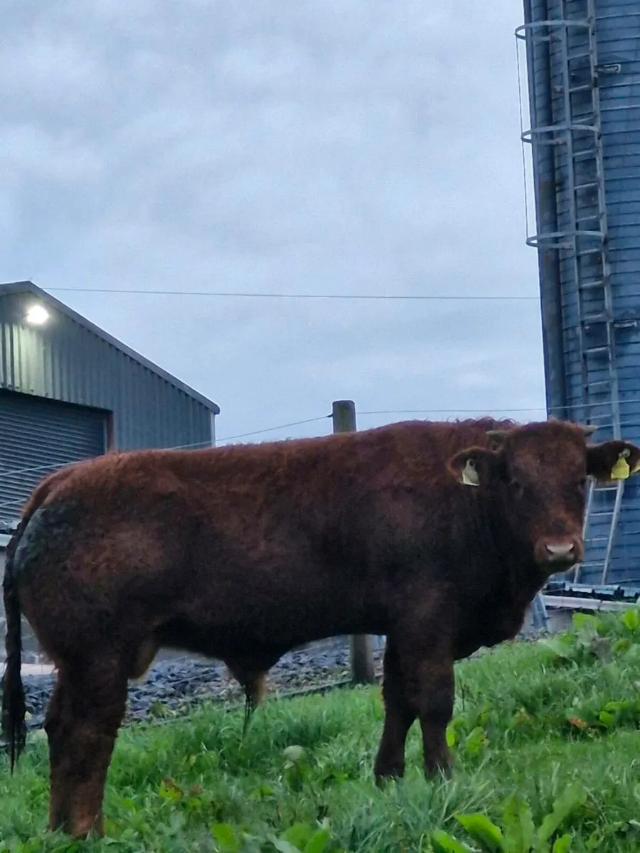 Weanlings - Image 4