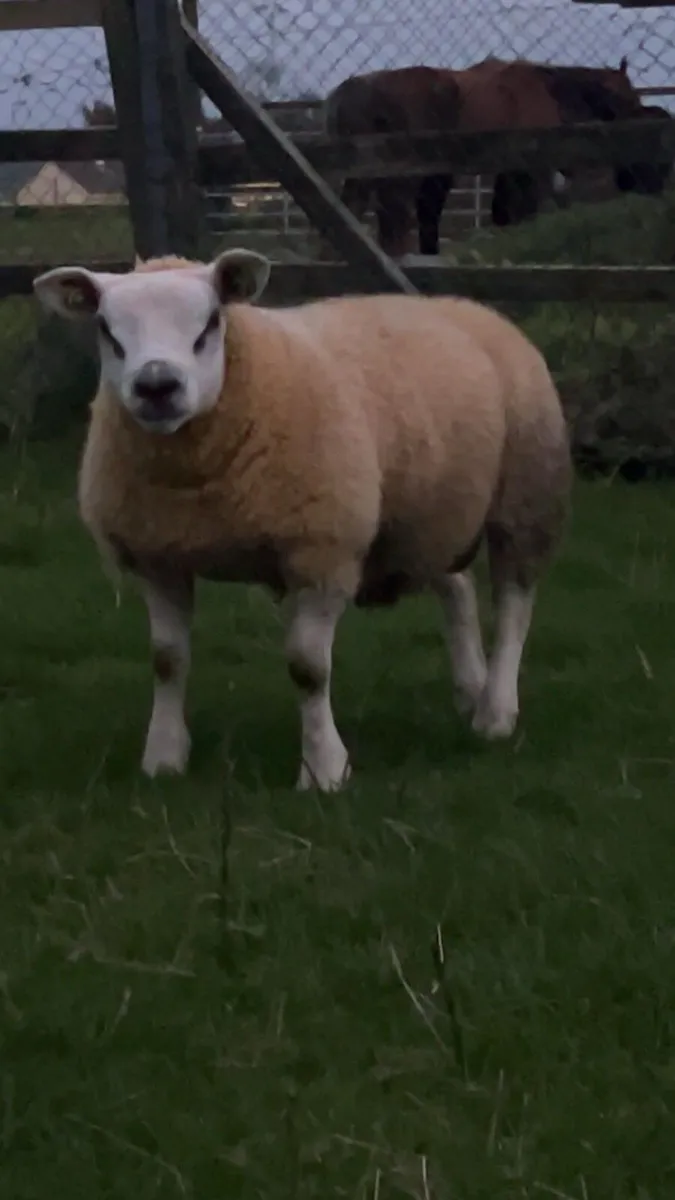 Pedigree Texel rams - Image 1