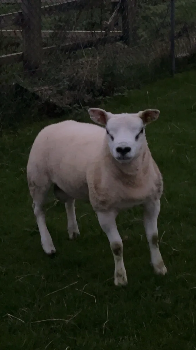 Pedigree Texel rams - Image 2