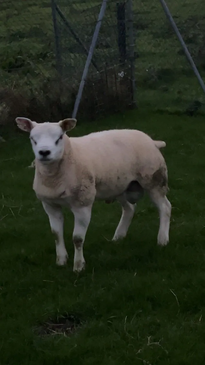 Pedigree Texel rams - Image 3