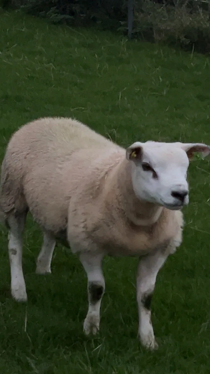 Pedigree Texel rams - Image 4