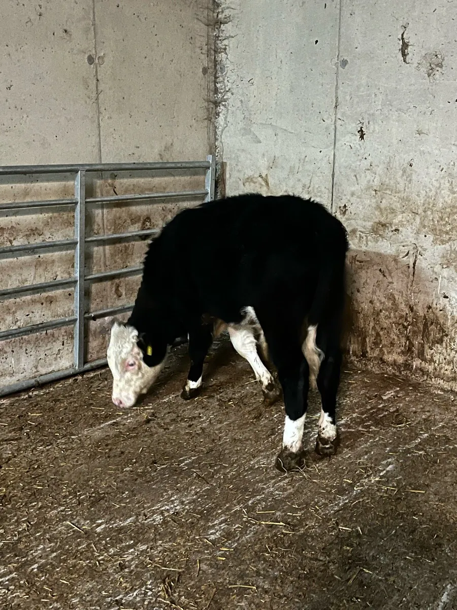 Hereford bull weanling - Image 1