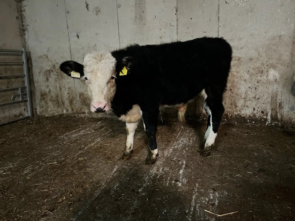 Hereford bull weanling - Image 2