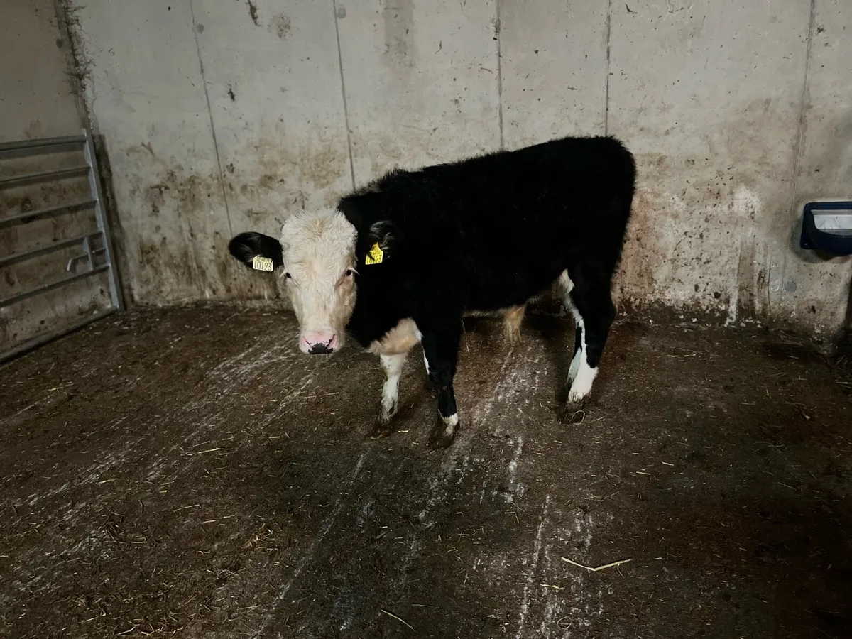 Hereford bull weanling - Image 3