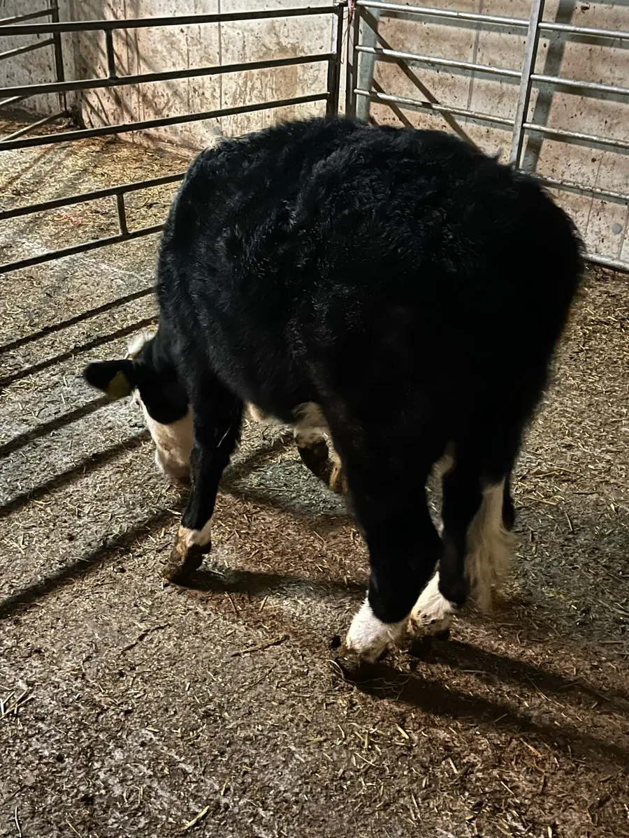 Hereford bull weanling - Image 4