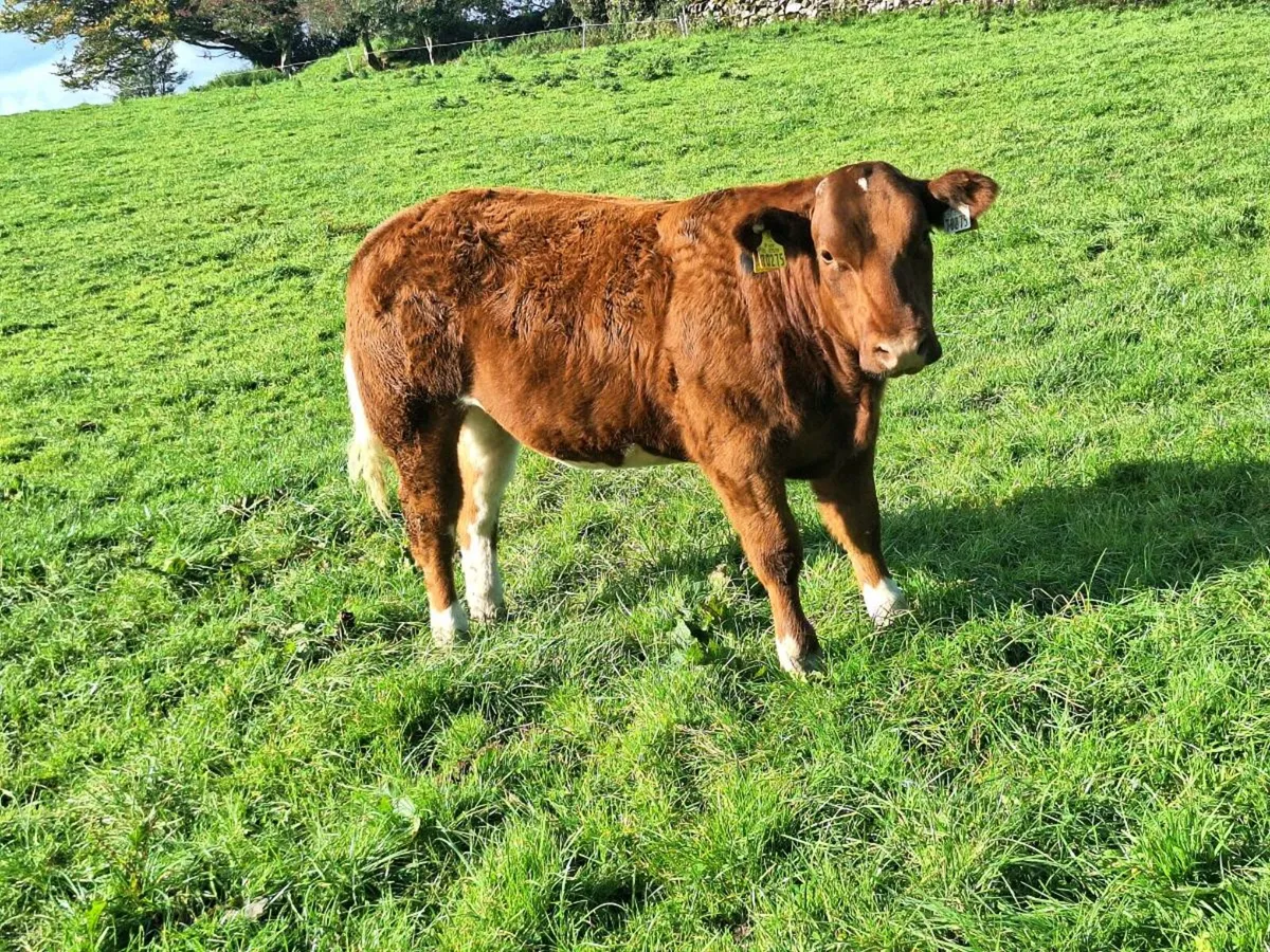 Heifer weanling for balla tomorrow the 14th 🌟 - Image 1