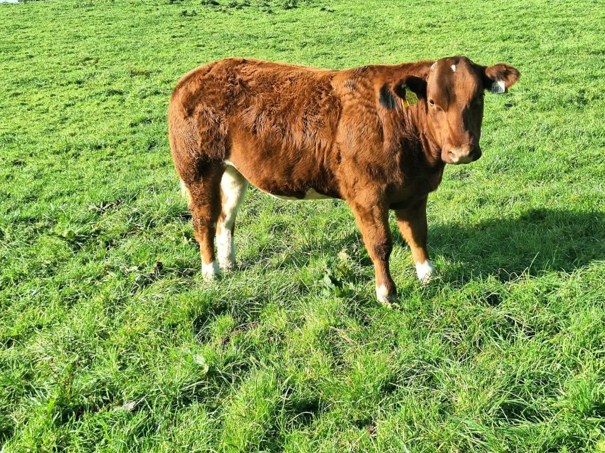 Heifer weanling for balla tomorrow the 14th 🌟 - Image 2