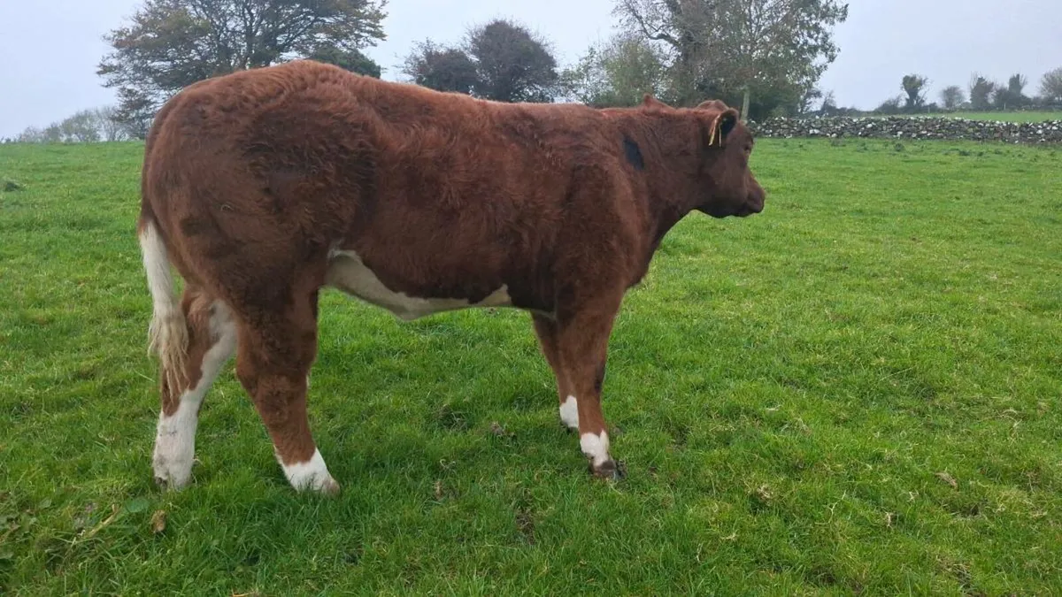 Heifer weanling for balla tomorrow the 14th 🌟 - Image 3