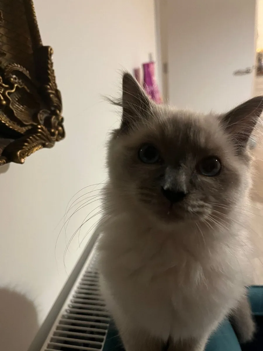 Ragdoll kitten - Image 2