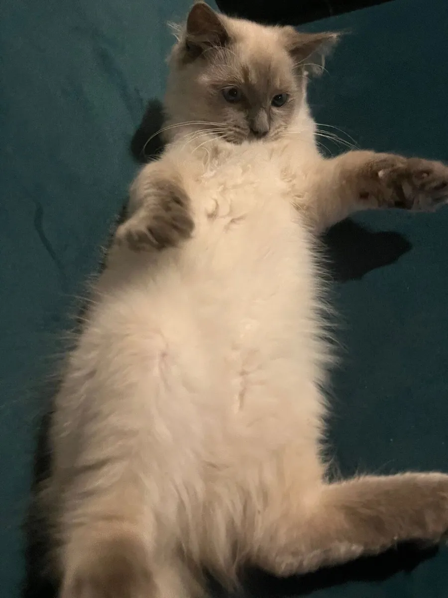 Ragdoll kitten - Image 1