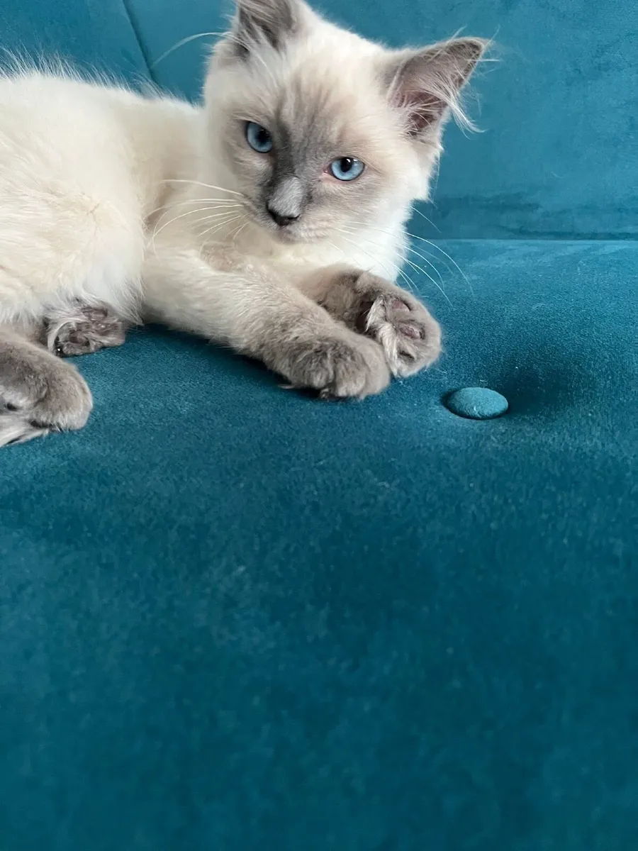 Ragdoll kitten - Image 3
