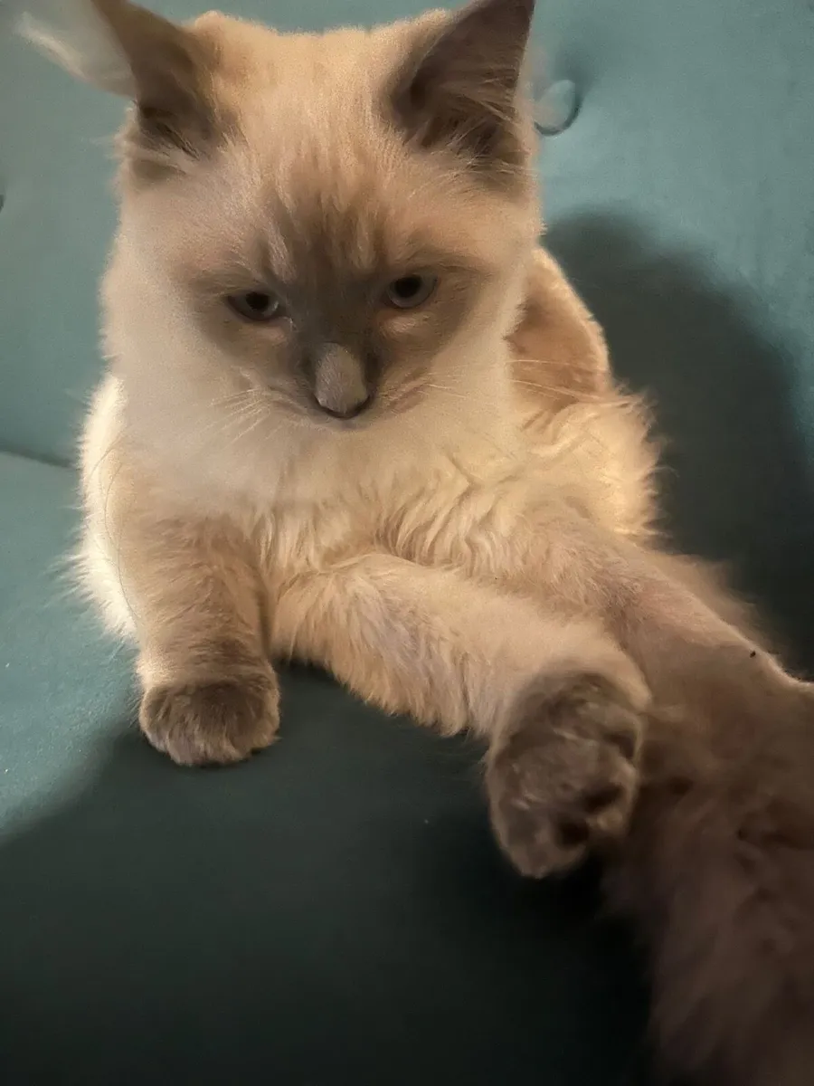 Ragdoll kitten - Image 4