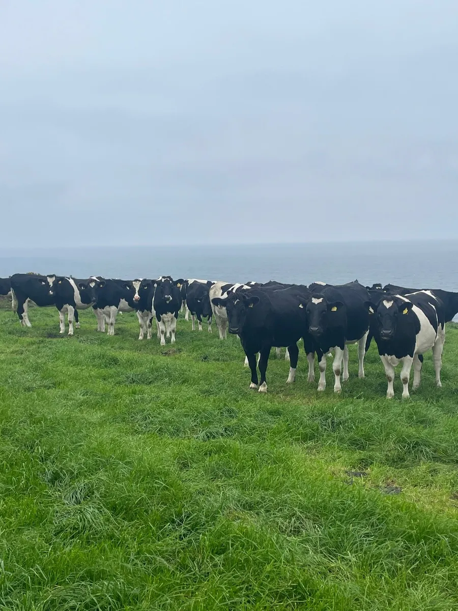 Incalf Heifers High Ebi - Image 1