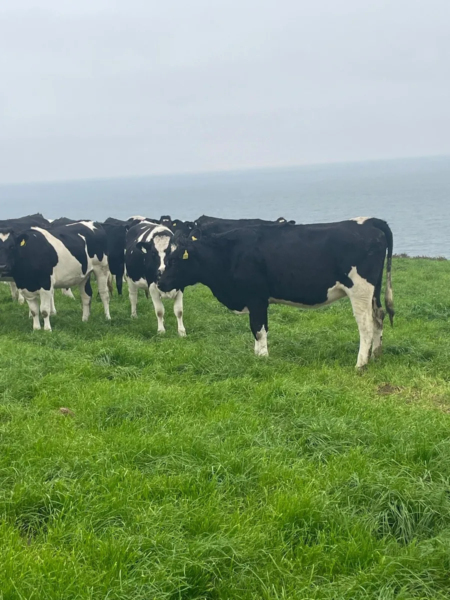 Incalf Heifers High Ebi - Image 2