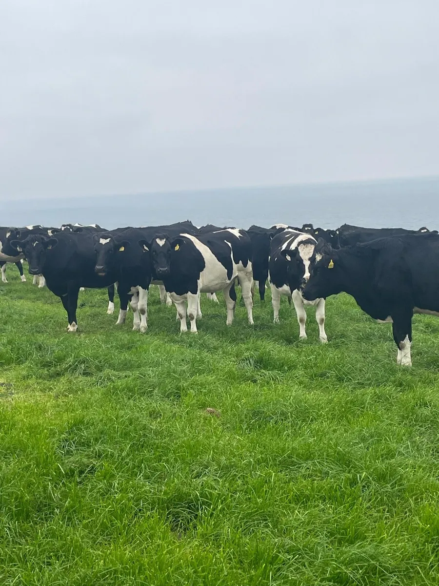 Incalf Heifers High Ebi - Image 3