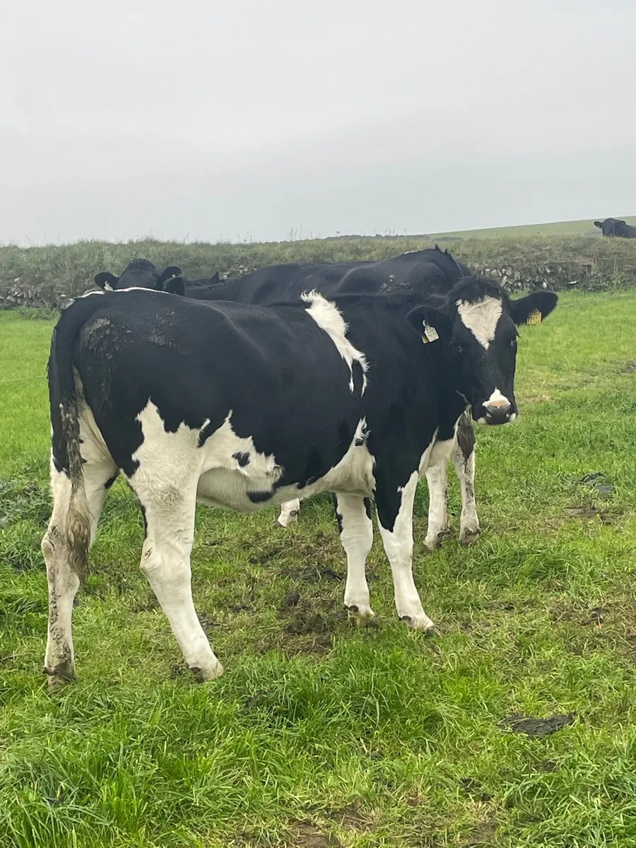 Incalf Heifers High Ebi - Image 4