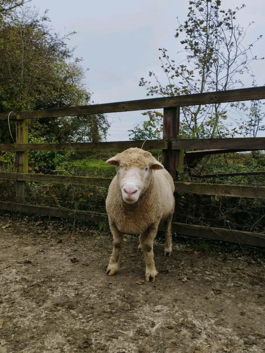 Polled Dorset Rams - Image 3