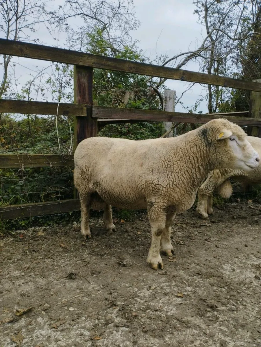 Polled Dorset Rams - Image 2