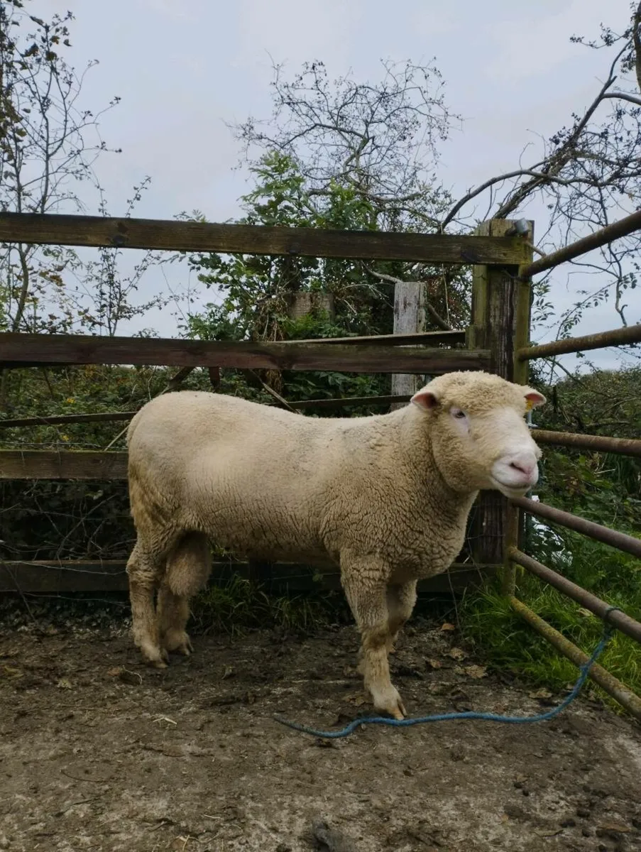 Polled Dorset Rams - Image 4