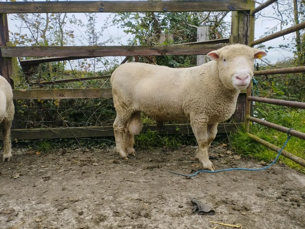 Polled Dorset Rams - Image 1